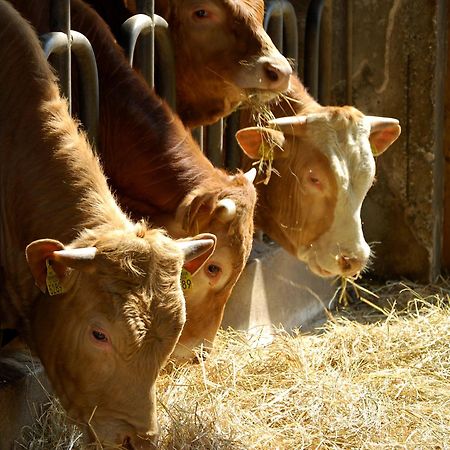 Farm Stay Malovscevo Vitovlje Екстер'єр фото